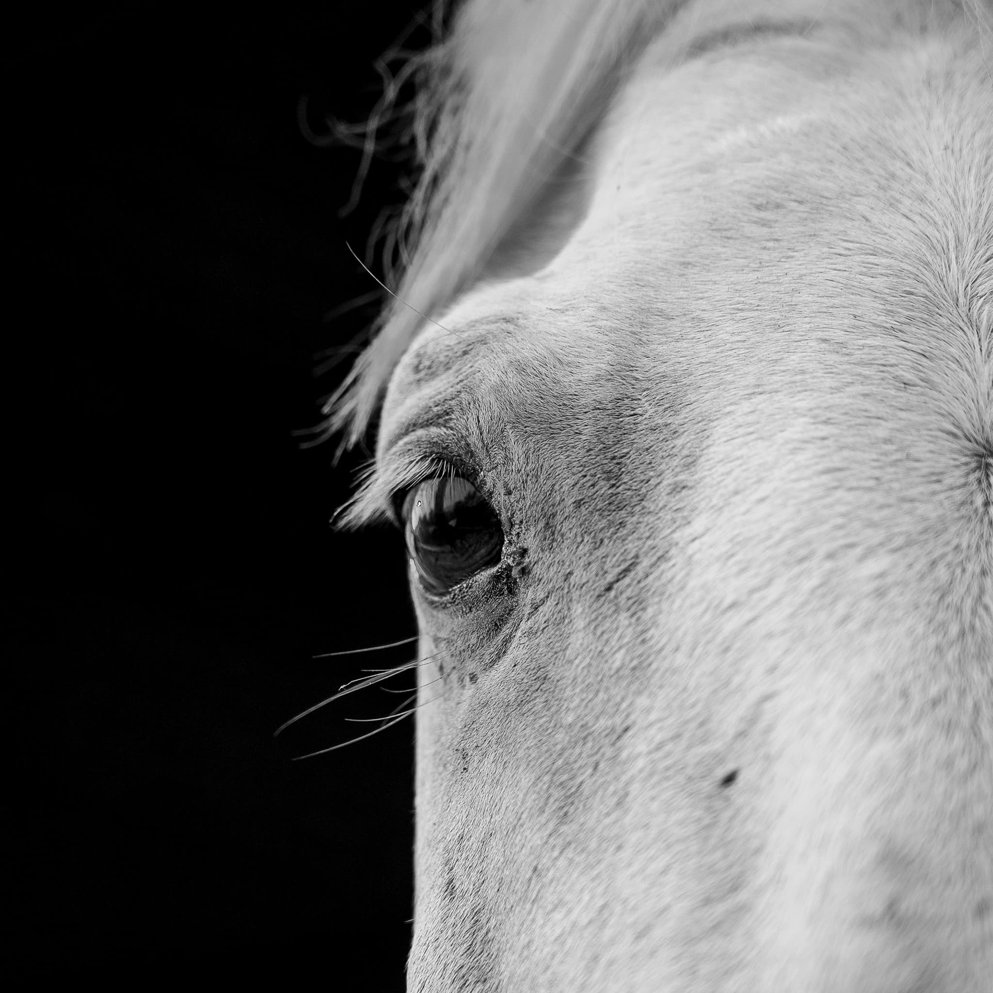 Street photograph — Dunedin